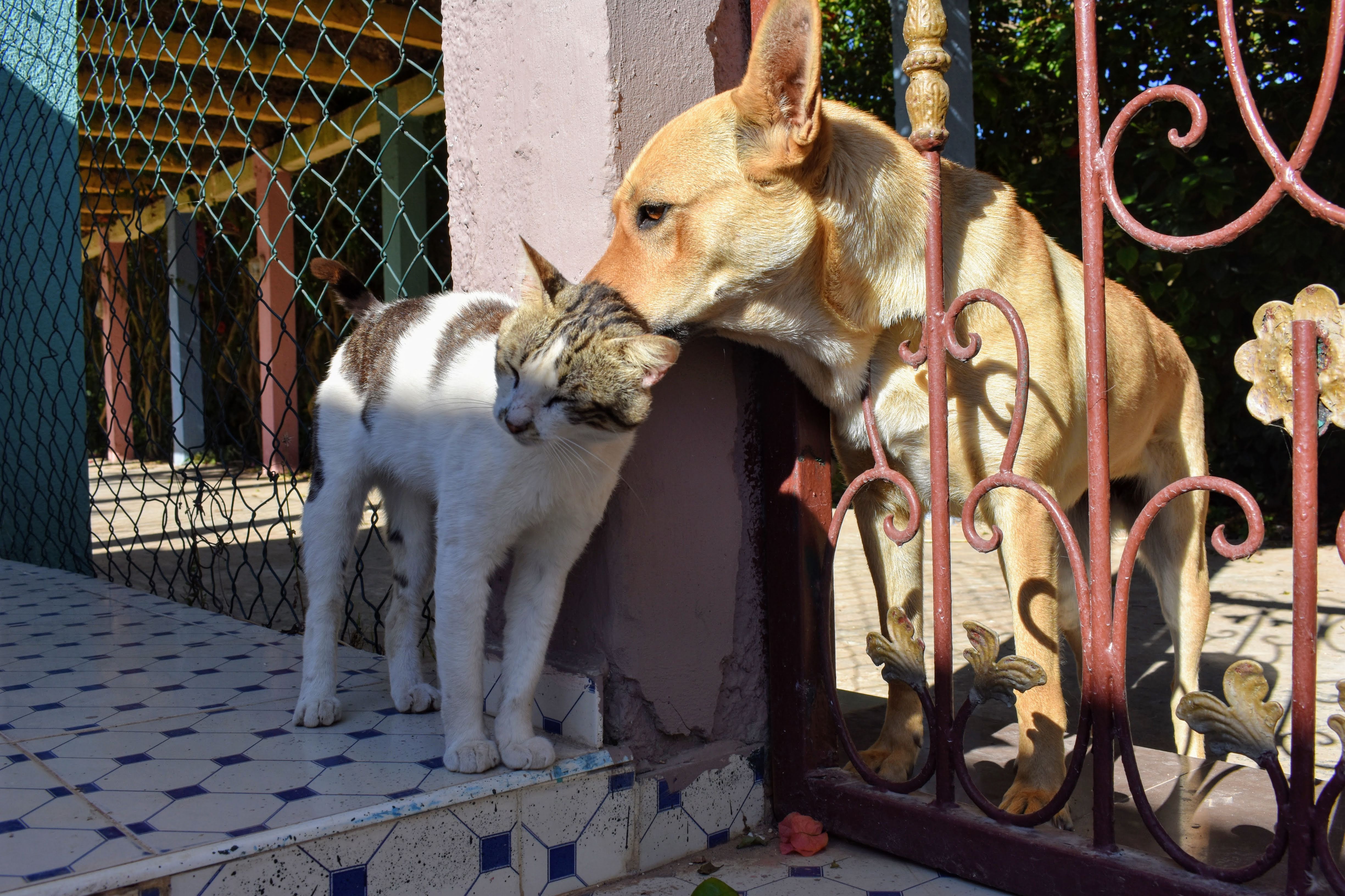 Perro y gato en un momento de afecto y despedida